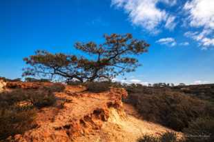 Torrey Pines-1.jpg